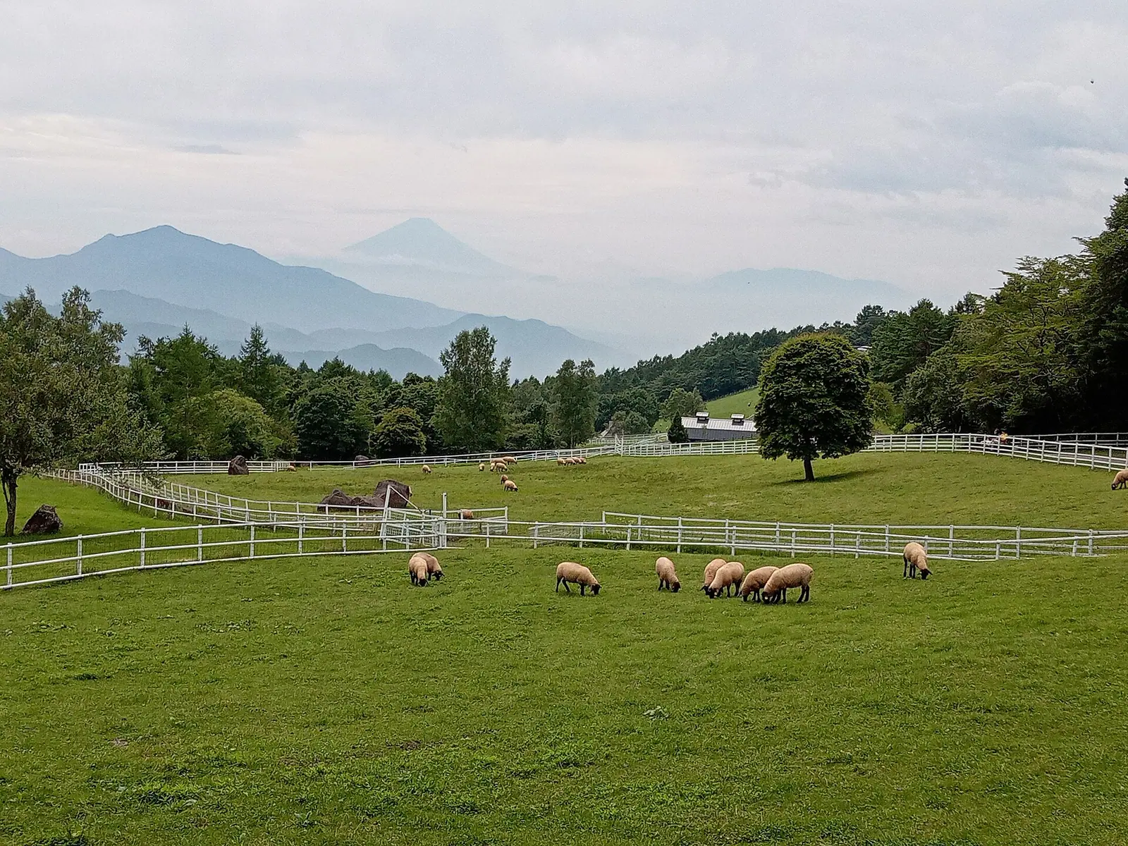 まきば公園の牧草地で草をはむ羊と遠くに見える富士山